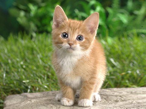 猫