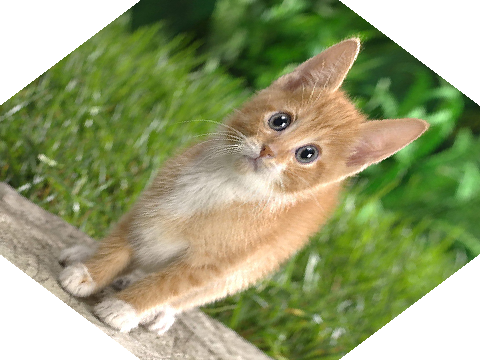 猫R45